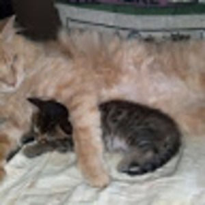 Meet your Posher, Cheryl